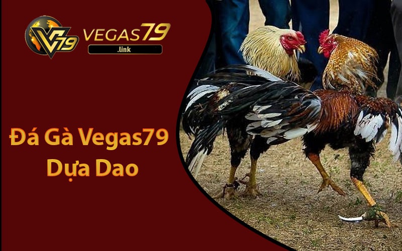 Hòa mình vào không khí sôi động của Đá Gà Vegas79 - Đặt cược nhận thưởng lớn