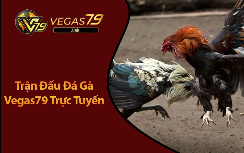 Trải Nghiệm Sự Kịch Tính Hấp Dẫn Tại Đá Gà Vegas79